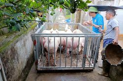 Giá heo hơi hôm nay 29/10/2023: Tăng 1.000 - 5.000 đồng/kg