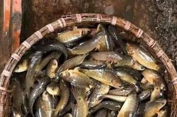 Cá rô đanh nhấm nháp vị quê xưa