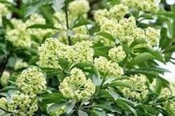 Hoa sữa chỉ nồng nàn trong thơ ca