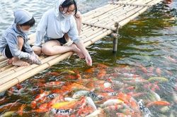 Hà Nội: Yêu cầu di dời 8 tấn cá koi ra khỏi hồ Đầm Đông