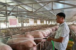 Chăn nuôi đang tập trung tái đàn, tăng đàn chuẩn bị cung ứng dịp Tết