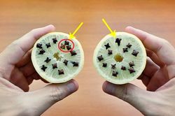 Chỉ cần lấy thứ này cắm vào quả chanh rồi để đó, điều gì xảy ra