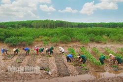 Nỗ lực xây 'bức tường xanh' bảo vệ đê điều, làng mạc ở Ninh Bình
