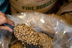 Giá cà phê hôm nay 30/10: Tồn kho cà phê Robusta thế giới lên cao nhất 2 tuần