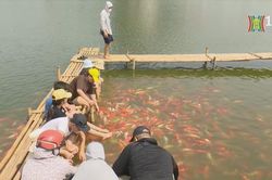 Yêu cầu di dời 8 tấn cá Koi ra khỏi hồ Đầm Đông