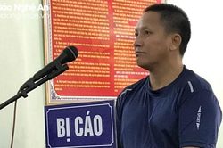Chặt hạ 5 cây gỗ pơ mu, người đàn ông ở Kỳ Sơn lĩnh án tù