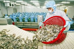 Thị trường phục hồi: Tận dụng cơ hội cho xuất khẩu tôm cuối năm 2023