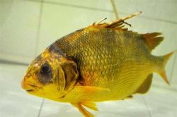 Loài cá 'đại gia' giá 2 triệu đồng/kg ở Nhà Bè, sánh ngang với cá tiến vua Anh vũ, được nhiều người 'săn lùng' ráo riết