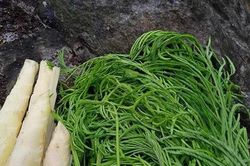 Loại rau được ví là 'vua giải nhiệt', ăn thường xuyên mát gan, là đặc sản của Tây Bắc, giá gần 200.000 đồng/kg