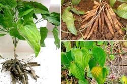 Loại cây mọc hoang ở nhiều nơi tại Việt Nam lại là vị thuốc quý ít ai biết, được ví tốt như 'nhân sâm'