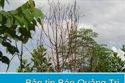 Hơn 4.800 ha rừng trồng bị chết chưa rõ nguyên nhân