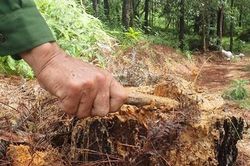 Nhiều cây thông 20 năm tuổi ở rừng đặc dụng Huế bị đốn hạ trơ gốc