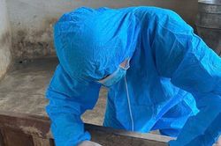 Tiêm thử nghiệm vắc xin phòng bệnh dịch tả lợn châu Phi tại huyện Bảo Thắng
