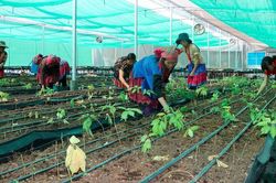 Tạo sinh kế bền vững từ 'rừng vàng' dược liệu