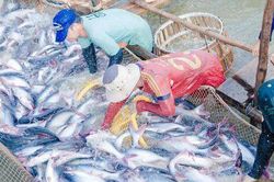 Xuất khẩu phục hồi, thủy sản 'sáng cửa' dịp cuối năm