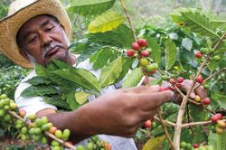 Giá cà phê hôm nay 2/11: Thị trường đón nhận loạt yếu tố bất lợi