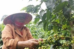 Giá cà phê giảm 800 đồng/kg
