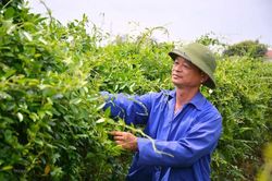 Vai trò của doanh nghiệp trong chuỗi liên kết vùng trồng dược liệu