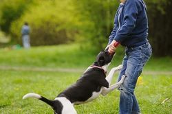 Nhiều trẻ bị chó cắn phải nhập viện, cách xử trí và phòng bệnh