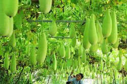 Tạo sức hút cho du lịch nông thôn