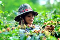 Giá cà phê hôm nay 3/11: Xuất khẩu cà phê dự báo tăng trở lại trong quý 4