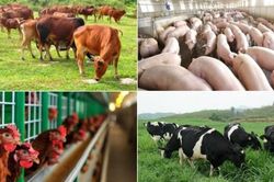 Đảm bảo cung ứng thực phẩm cuối năm 2023