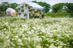 Vẻ đẹp cúc họa mi hút hồn giới trẻ Hà Nội