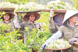 Bảo tồn văn hóa, khai thác du lịch qua 'con đường' dược liệu