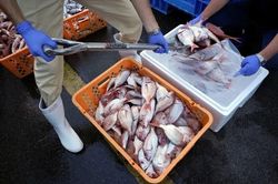 Họp với Trung Quốc và Hàn Quốc, Nhật Bản khẳng định nước xả từ nhà máy điện hạt nhân Fukushima an toàn