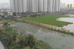 Quận Bắc Từ Liêm đấu giá gần 15.000m2 đất xây nhà ở