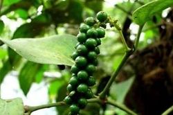 Giá tiêu hôm nay 6/11/2023, xuất khẩu tiêu Việt sang châu lục này giảm gần 40%, nhận định sản lượng năm 2024