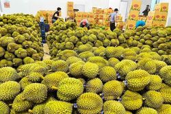 Tin tức kinh tế ngày 5/11: Giá sầu riêng tăng vọt