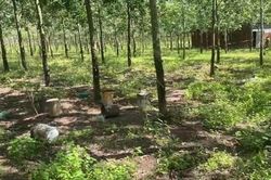 Em đánh anh tử vong chỉ vì cạo nhầm hàng cao su