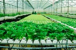 Xây dựng nền nông nghiệp đô thị xứng tầm