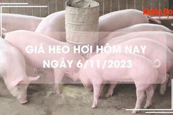 Giá heo hơi hôm nay 6/11/2023: Lặng sóng ngày đầu tuần