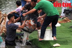 Di chuyển những con cá koi cuối cùng ra khỏi hồ Đầm Đông (Hồ Tây)
