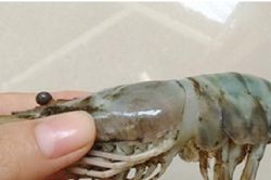 Nhìn kỹ 3 điểm này, phân biệt dễ dàng tôm bị bơm tạp chất