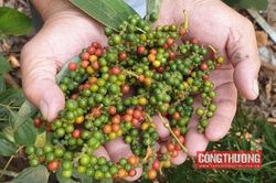 Giá tiêu hôm nay 6/11: Thị trường tiêu toàn cầu quý 4/2023 tiếp tục ảm đạm