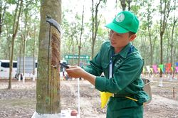Tập đoàn Công nghiệp Cao su Việt Nam (GVR) sắp chi 1.400 tỷ đồng để chia cổ tức