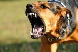 Bị chó cắn, bệnh nhi 4 tuổi nhập viện do đứt lệ quản