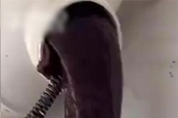 Nửa đêm nghe tiếng trẻ khóc, đứng tim thấy 'quái thú' cực hiếm