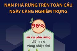 Thế giới sẽ phải trả giá nếu không ngăn chặn phá rừng