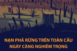 Nạn phá rừng trên toàn cầu ngày càng nghiêm trọng