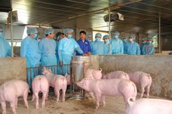 Nguy cơ bệnh dịch tả lợn châu Phi tái phát và lây lan diện rộng trong thời gian tới