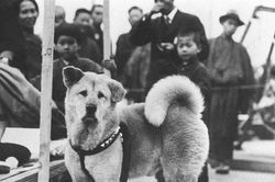 Hồi ức xúc động về chú chó Hachiko 11 năm đợi chủ dịp kỷ niệm 100 tuổi
