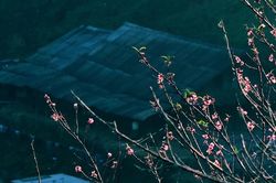 Ngắm biển mây và đào cổ thụ đẹp như tranh ở đỉnh núi vùng biên Nghệ An