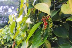 Giá tiêu tăng 1.000 đồng/kg tại Bà Rịa- Vũng Tàu