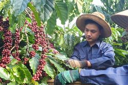 Giá cà phê hôm nay 11/11: Nguyên nhân đẩy giá cà phê giảm phiên cuối tuần