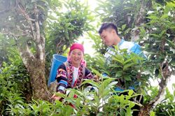 Hà Giang khai thác tiềm năng phát triển đặc sản chè Shan tuyết gắn với du lịch