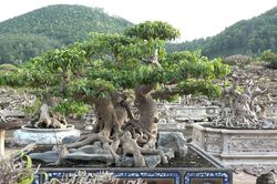 Chiêm ngưỡng cây sanh 3 gốc độc lạ ở Hà Nội